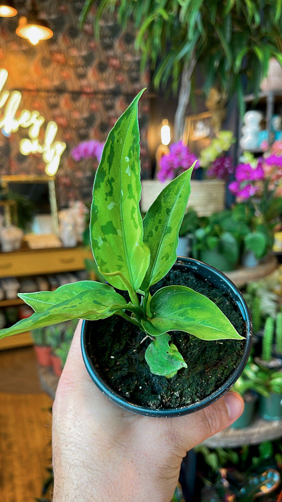 4” Aglaonema Pictum Peacock