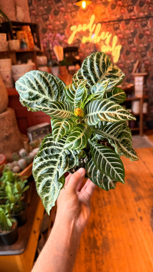 6” Zebra Plant
