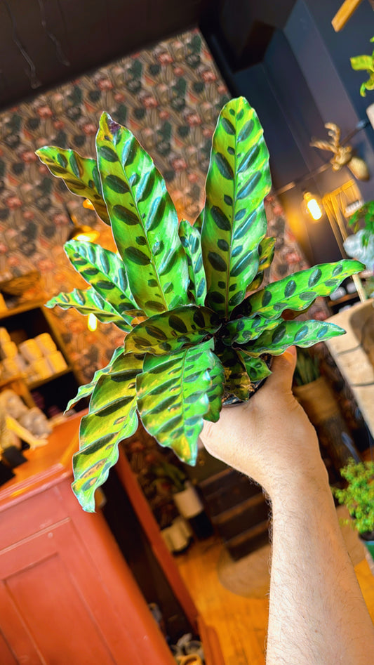 4” Rattlesnake Calathea