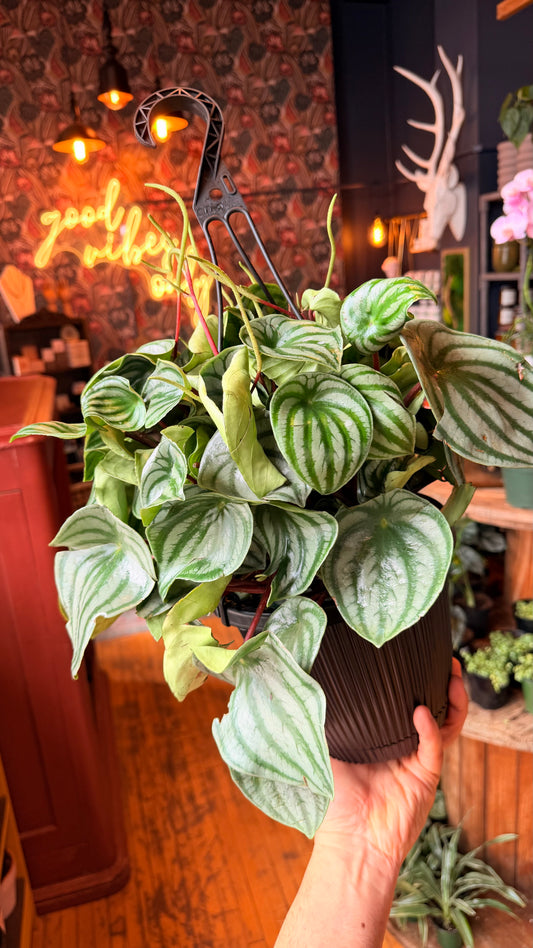 10” Peperomia Watermelon