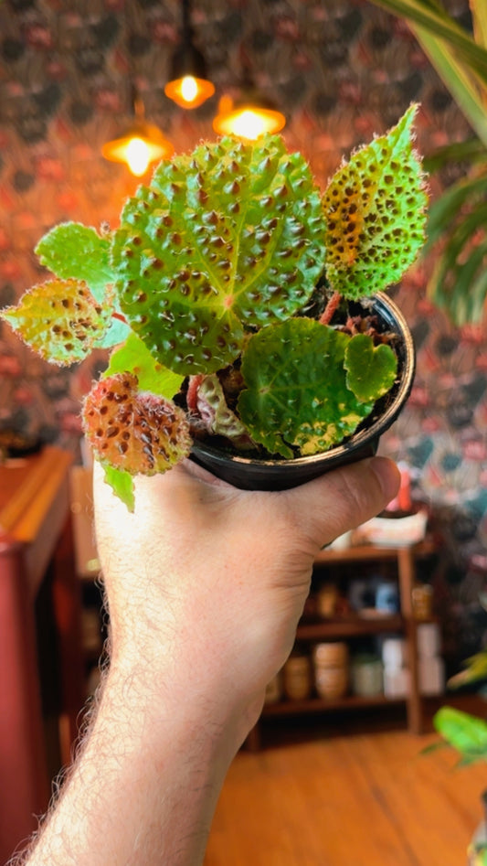 4” Ferox Begonia