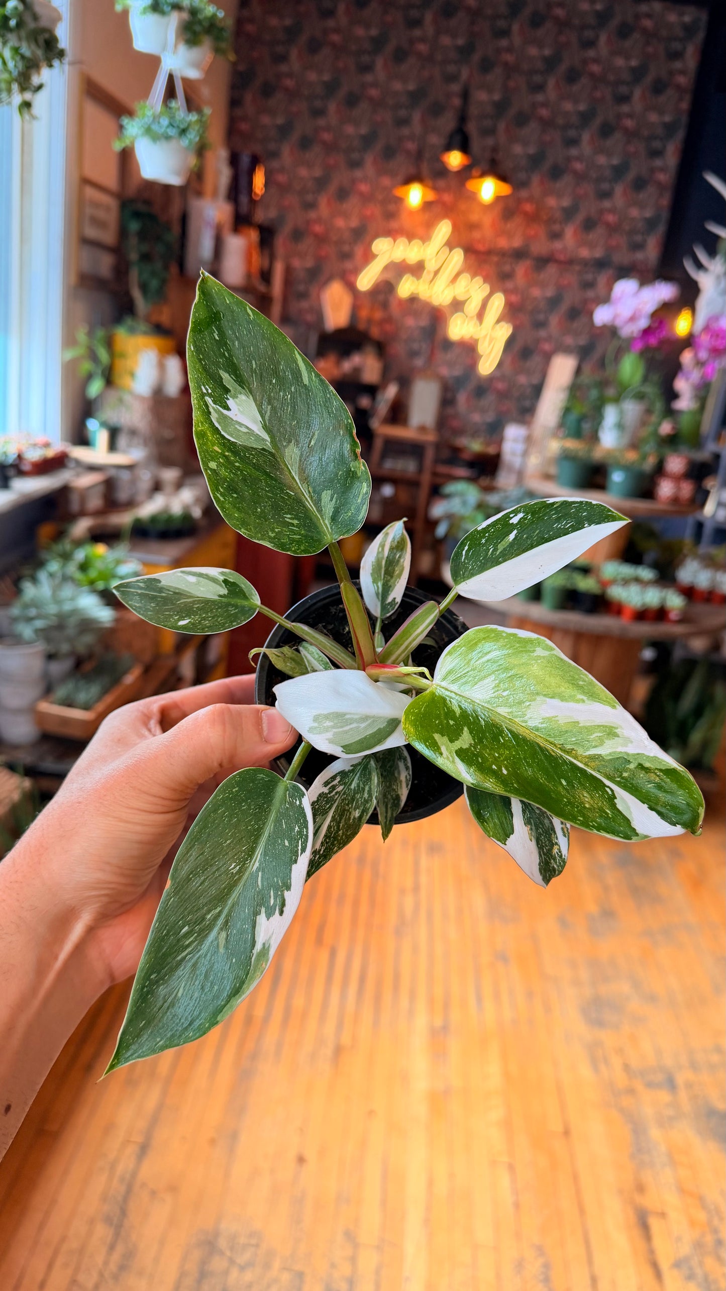 4” White Princess Philodendron