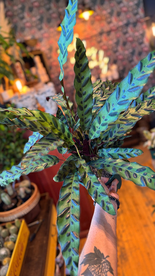 8” Rattlesnake Calathea