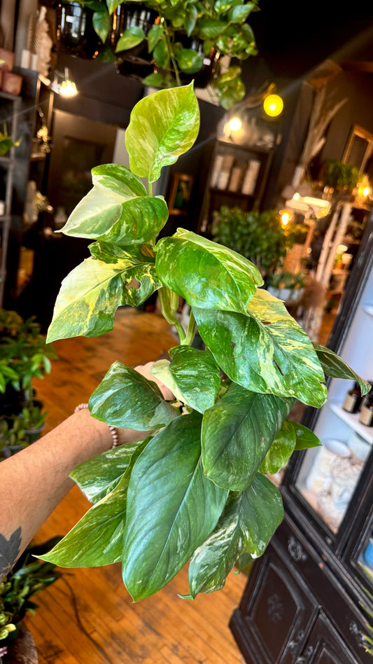 6” Monstera Lechleriana Variegated