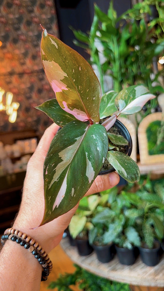 4” Pink Princess Philodendron