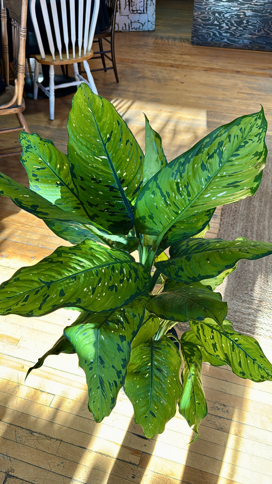 10” Cheetah Deiffenbachia