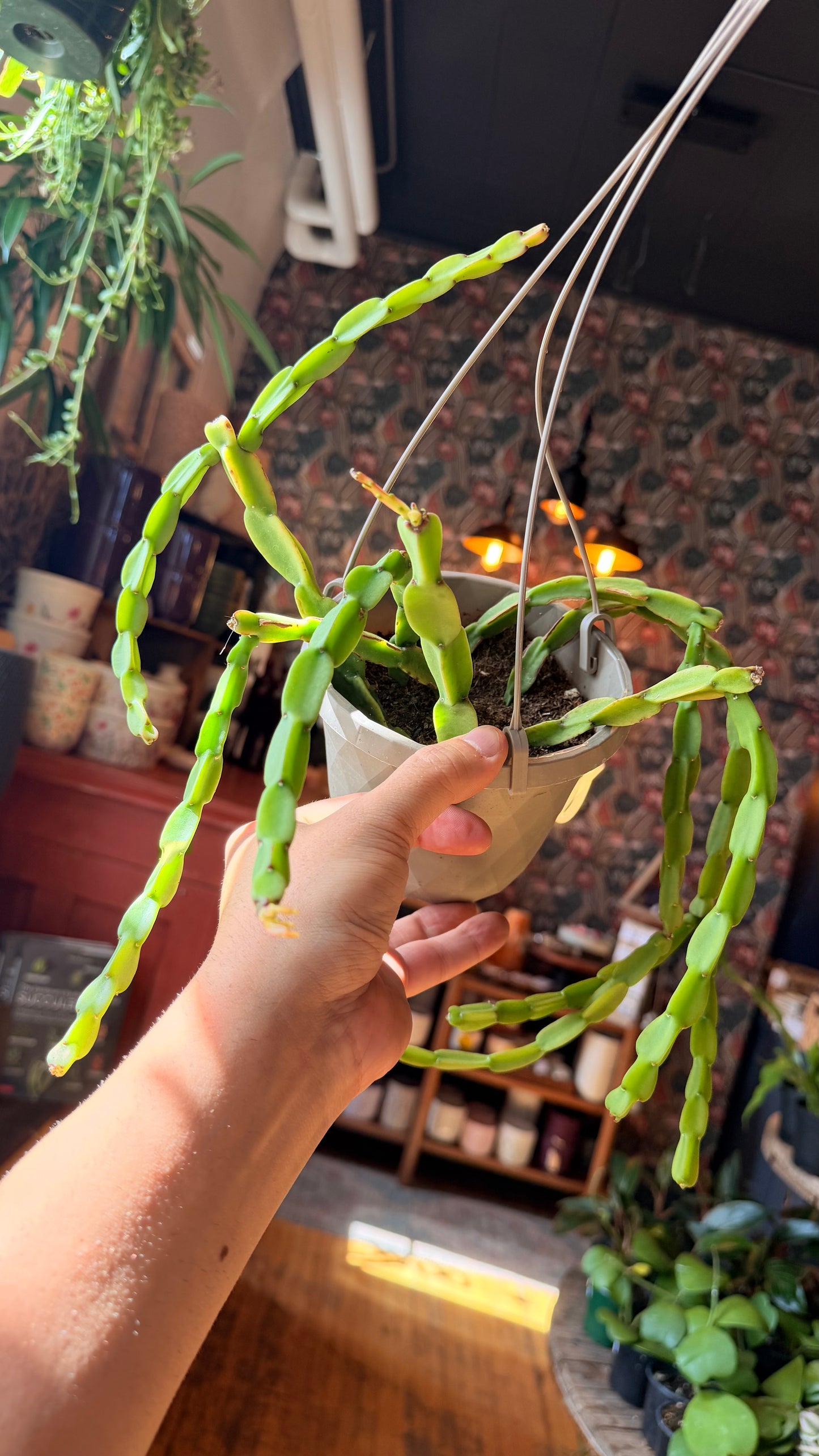 6” Paradoxa Rhipsalis