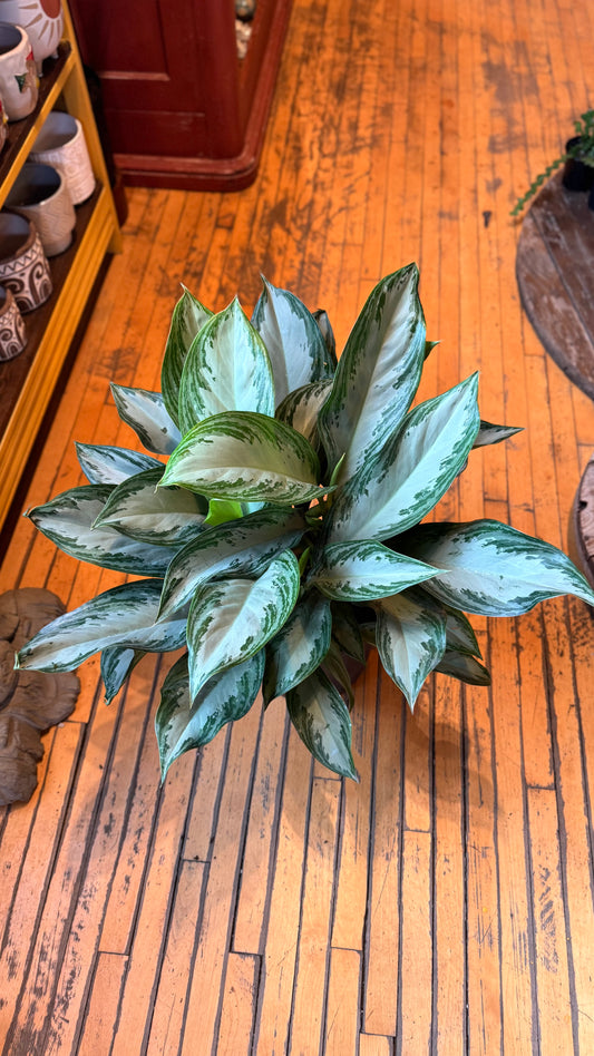 10” Silver Bay Aglaonema