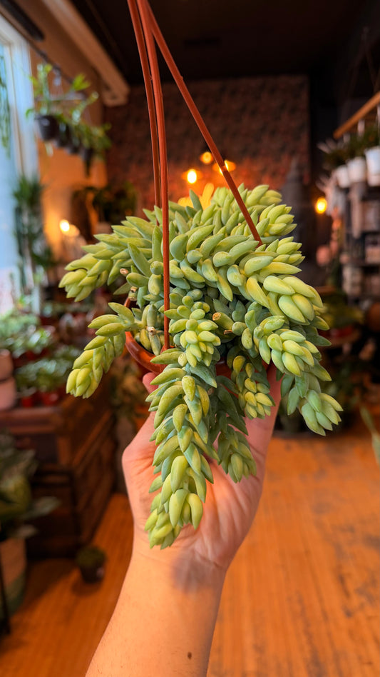4.5” Donkey Tail Succulent