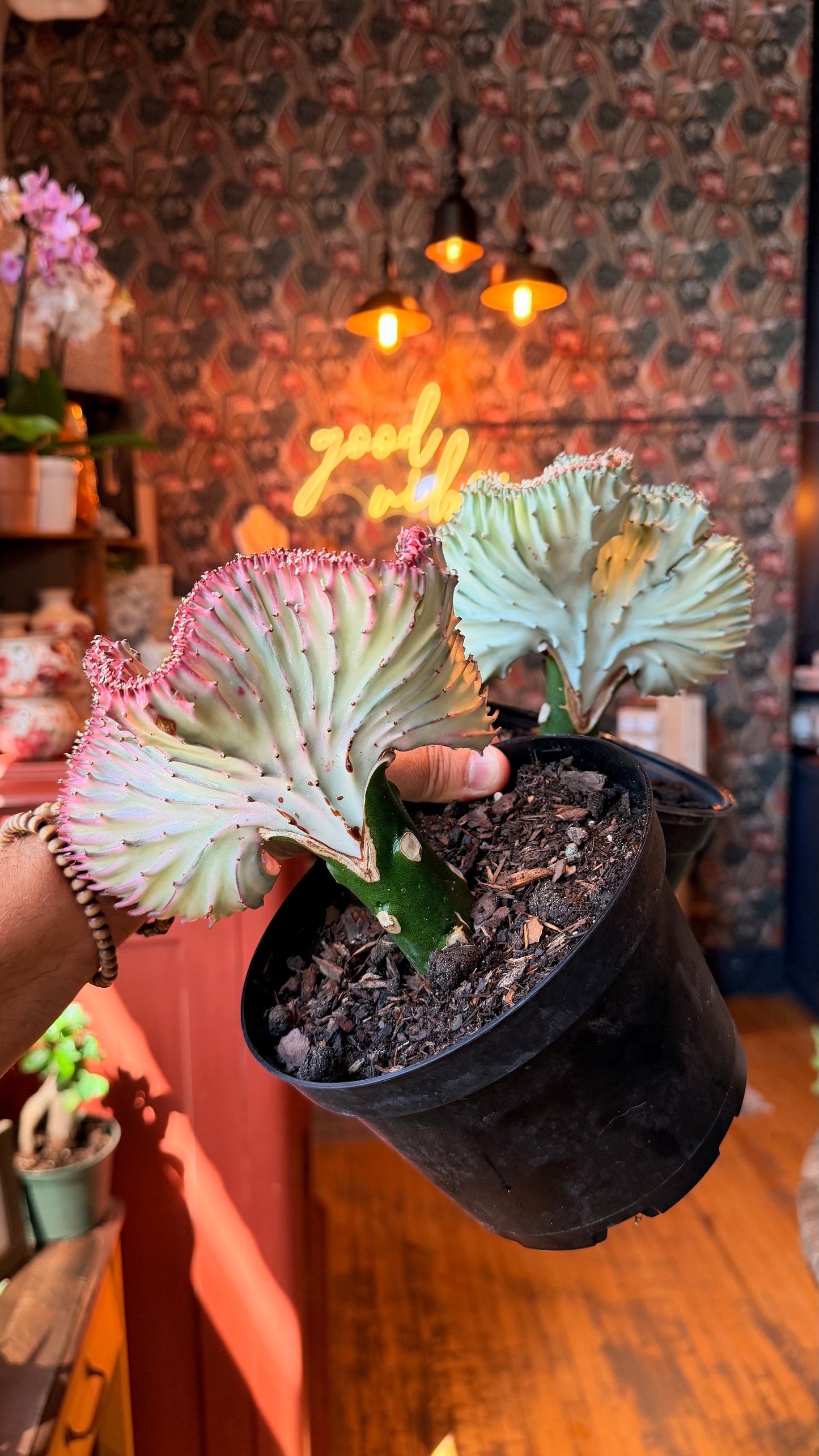 6” Euphorbia Lactea Cristata Variegated AKA Pink Ghost Cactus