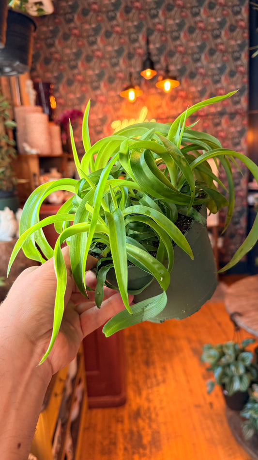 6” Green Curly Spider Plant