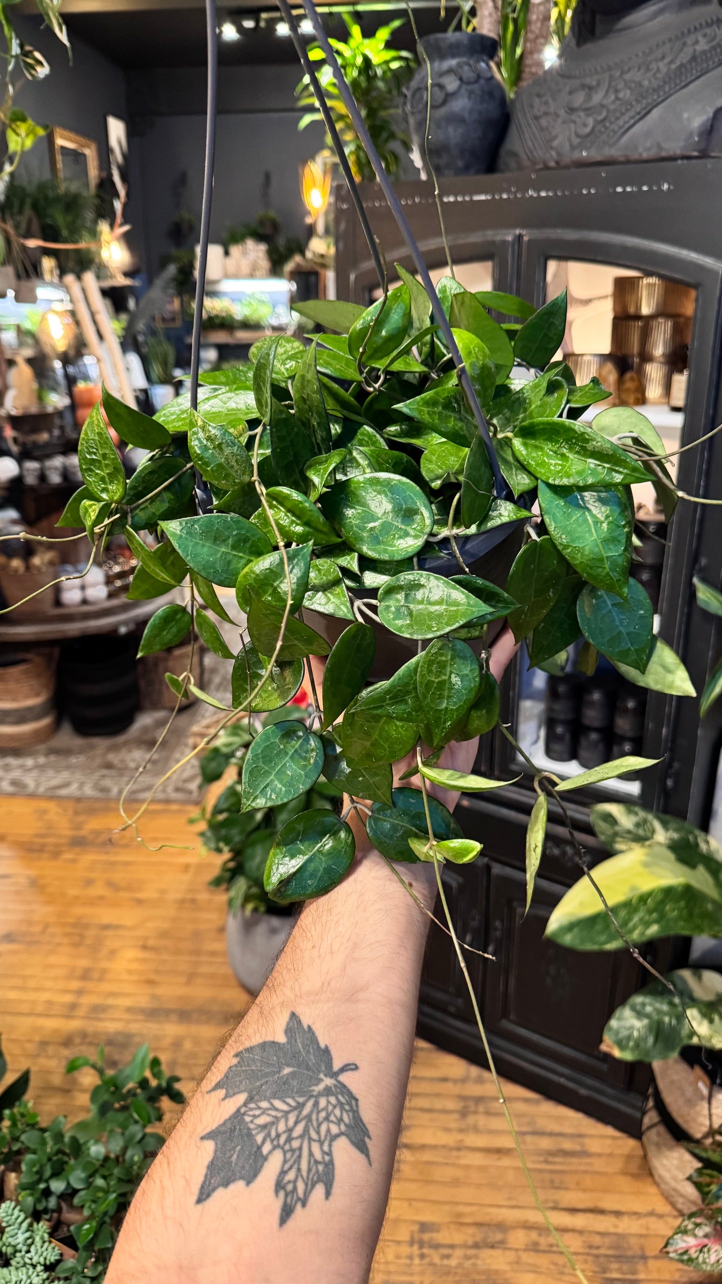 8” Black Margin Hoya