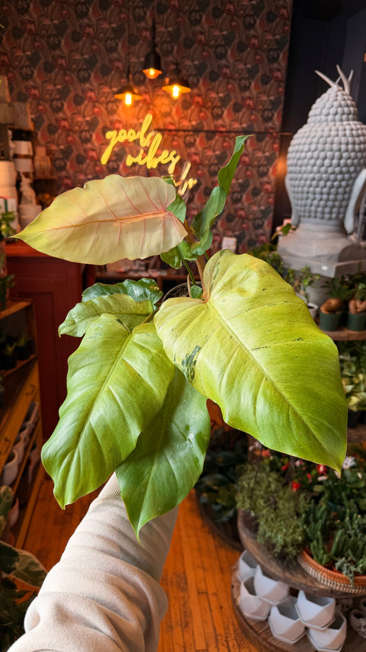 4” Snowdrift Variegated Philodendron