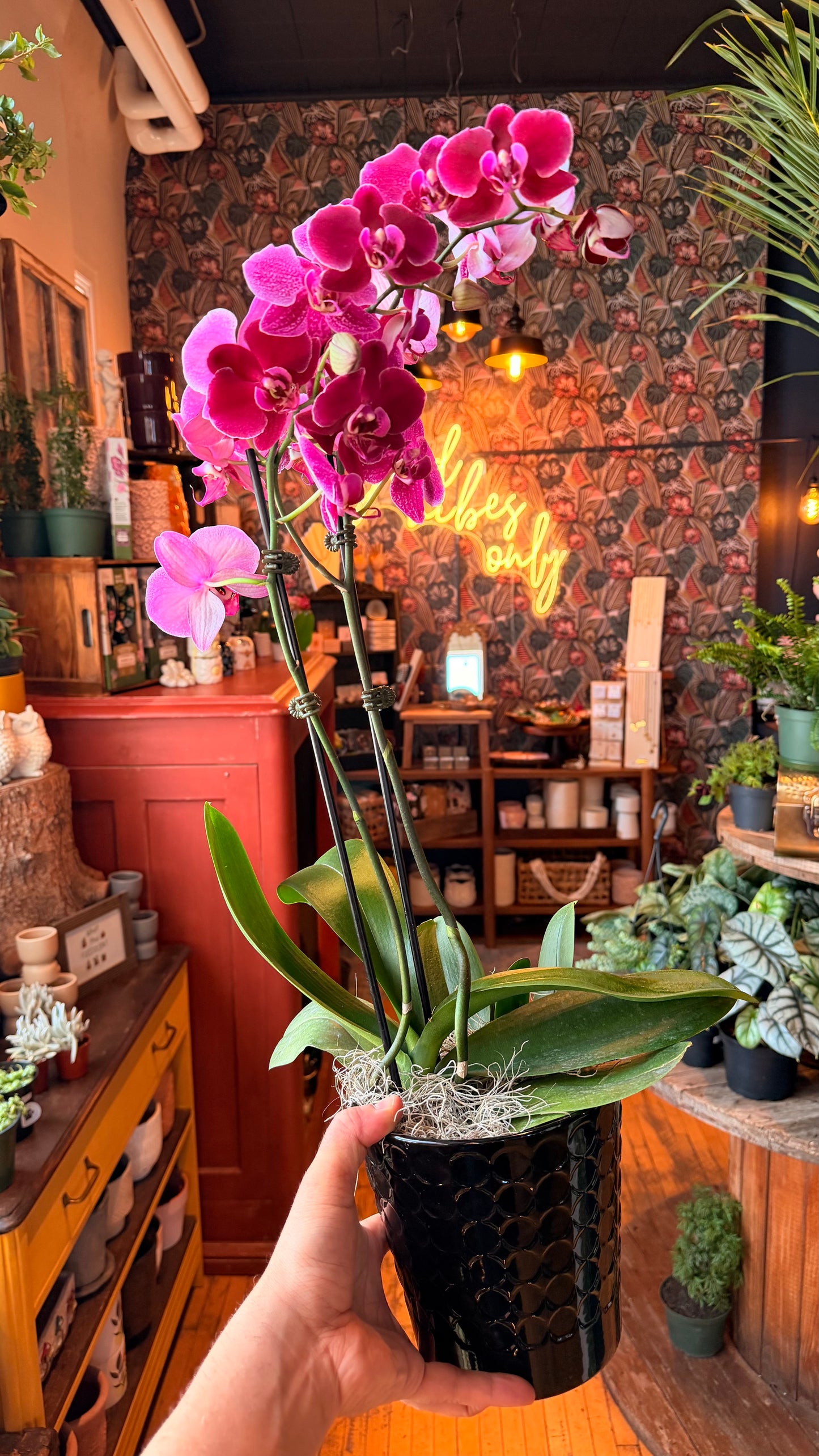 XL Orchid Gardens