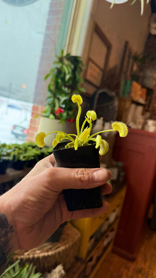 Venus Fly trap