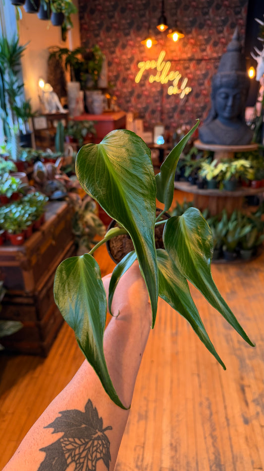 6” Burle Marx Flame Monstera