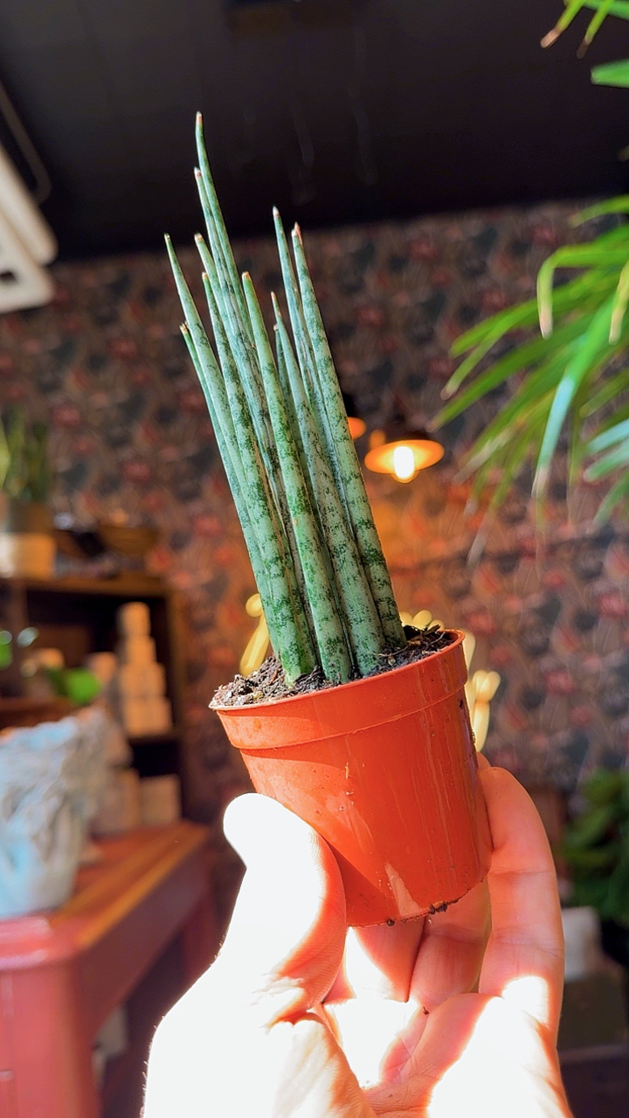 2.5” Fernwood Blue Ice Snake Plant