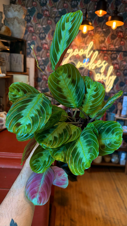 4” Black Massangeana Prayer Plant