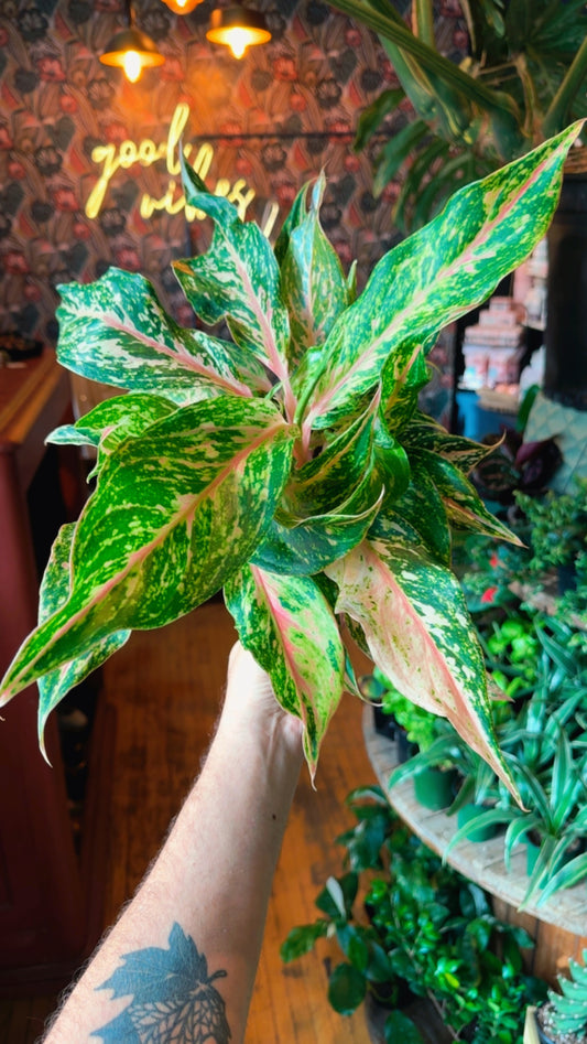 6” Two-Tone Moonstone Aglaonema