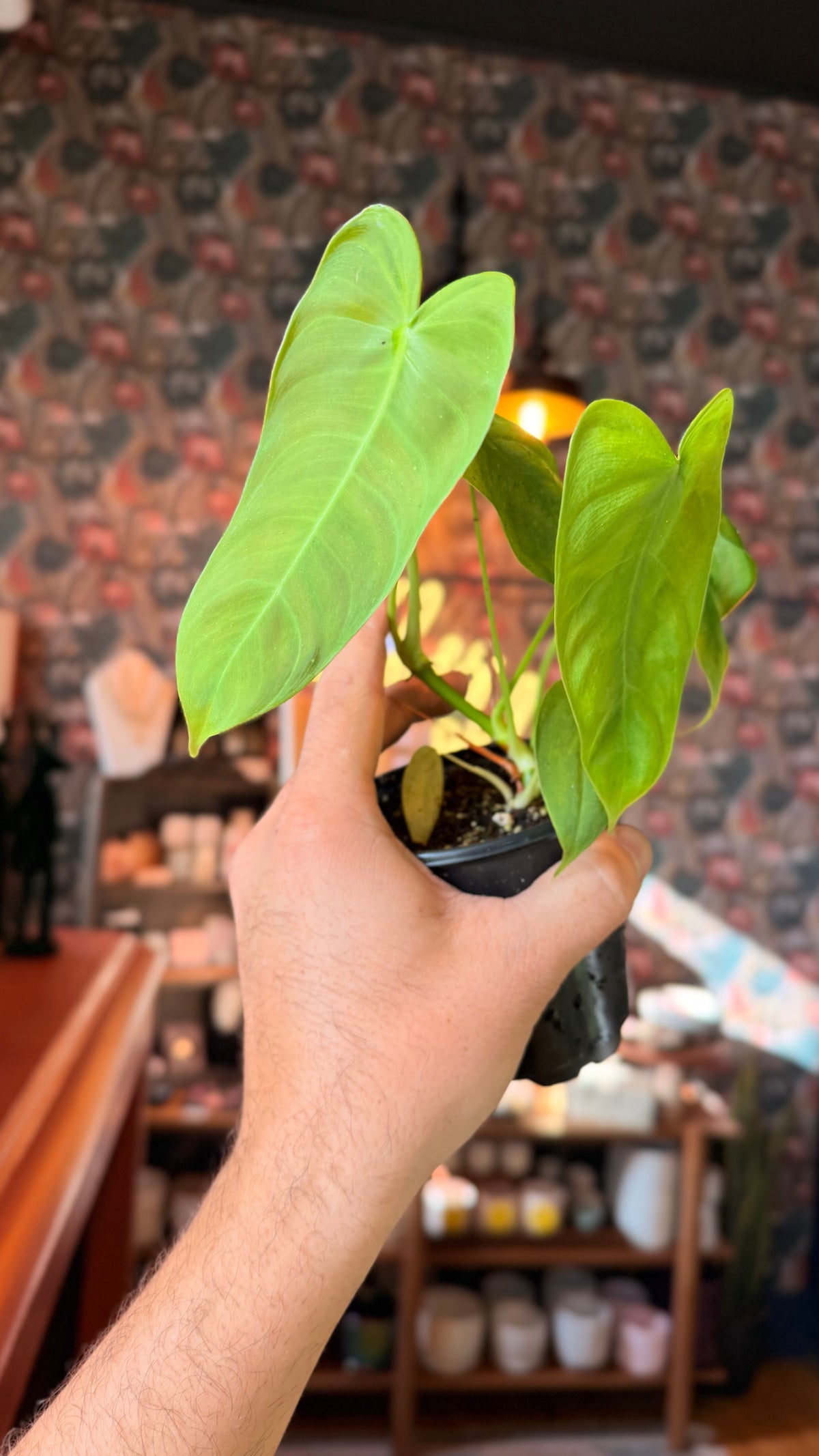 4” Philodendron Sharoniae