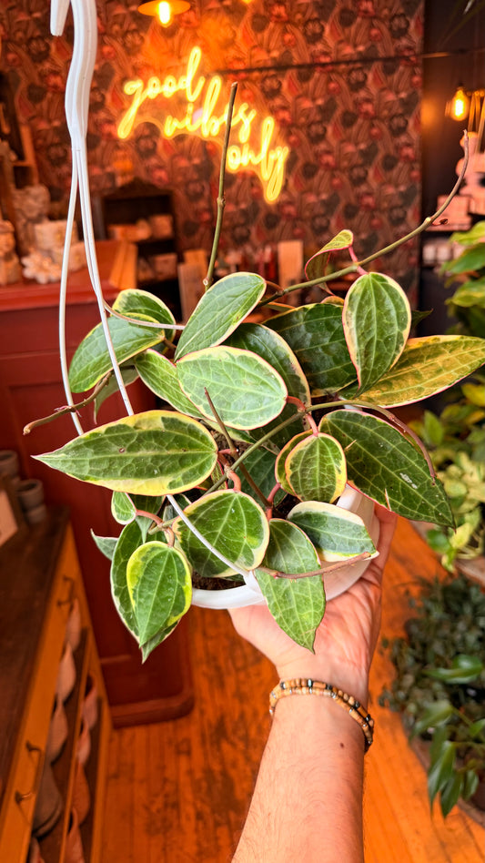 8” Latifolia Variegated Hoya
