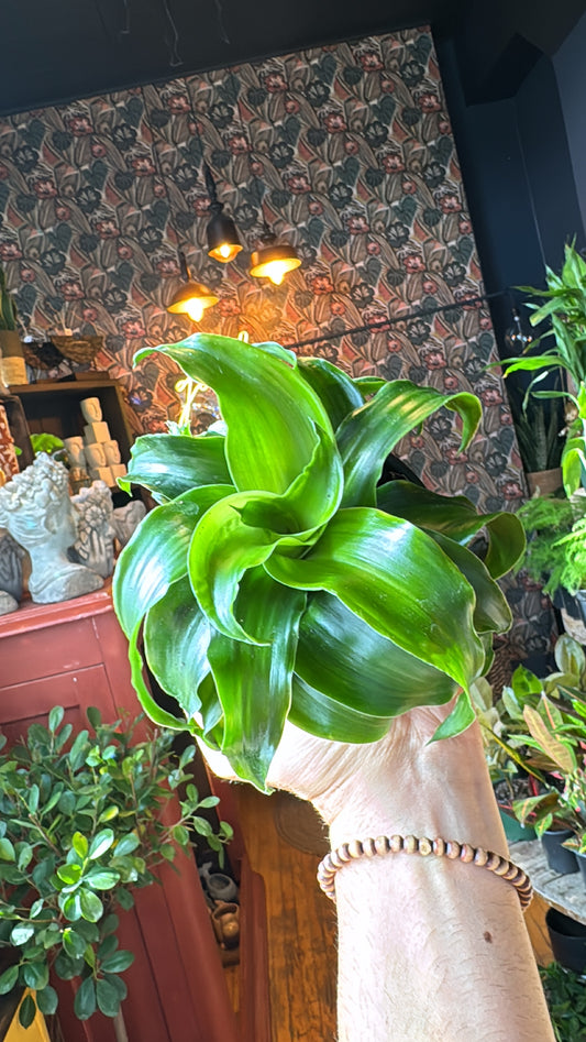 4” Dracaena Green Twister