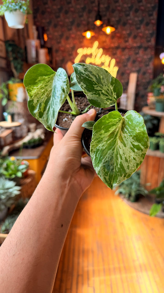4” Bulbasaur Monstera