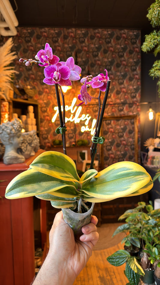 3.5” Variegated Orchid