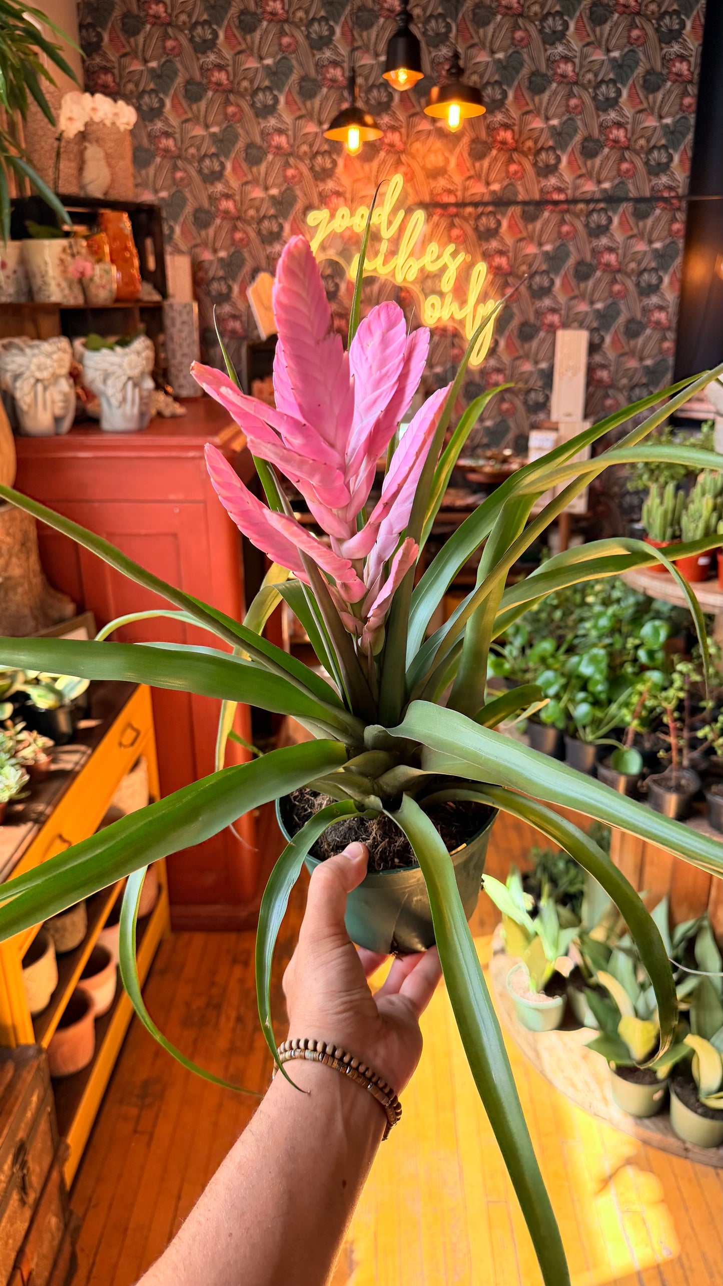 6” Antonia Tillandsia