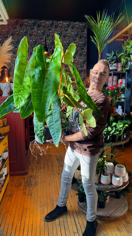 10” Billietiae Philodendron