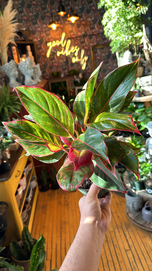 6” Red Siam Aurora Aglaonema