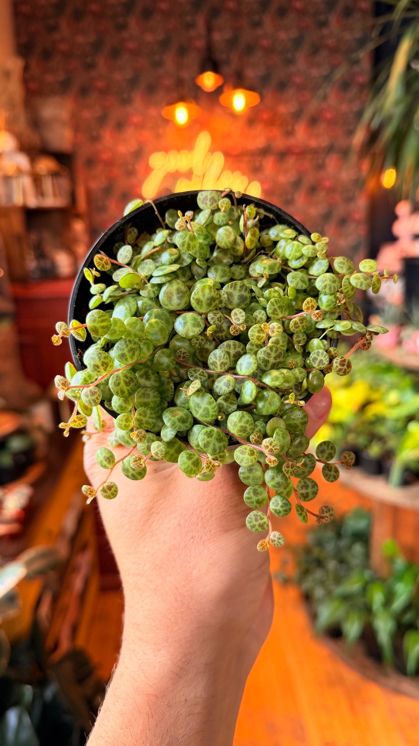 4” String of Turtles