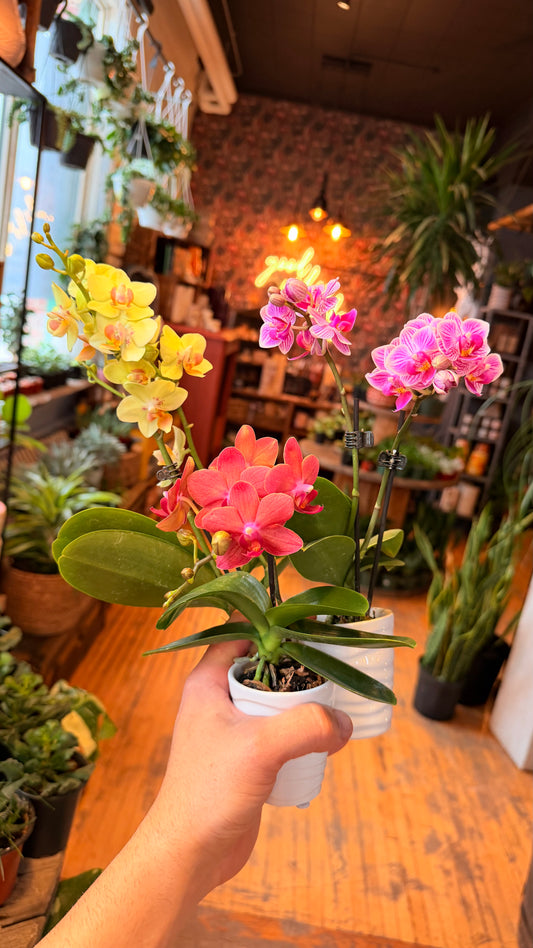 2.5” Mini Orchid With Planter