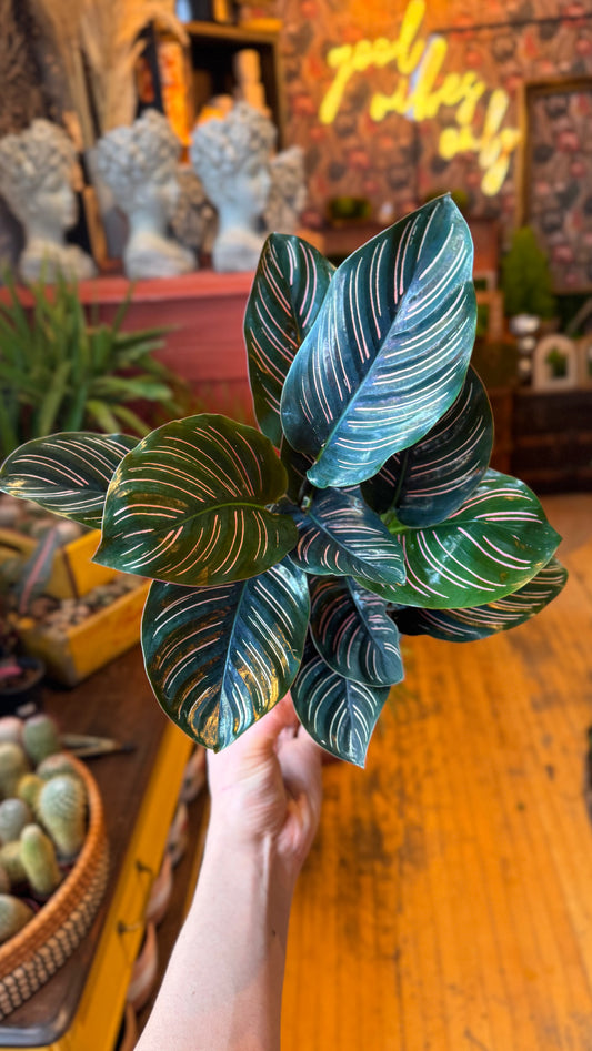 6” Ornata Calathea