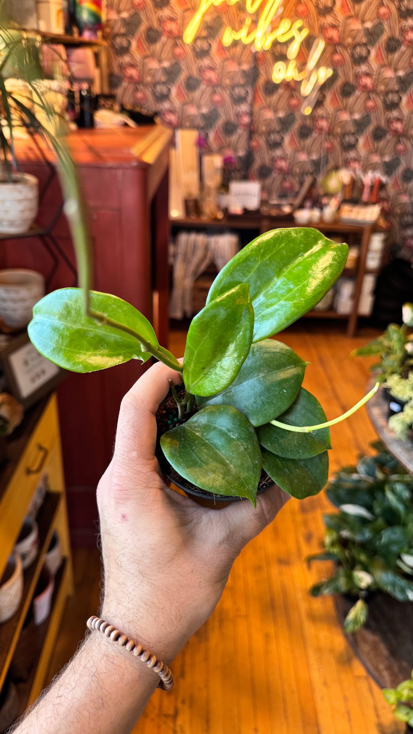 4” Hoya Quinquenervia