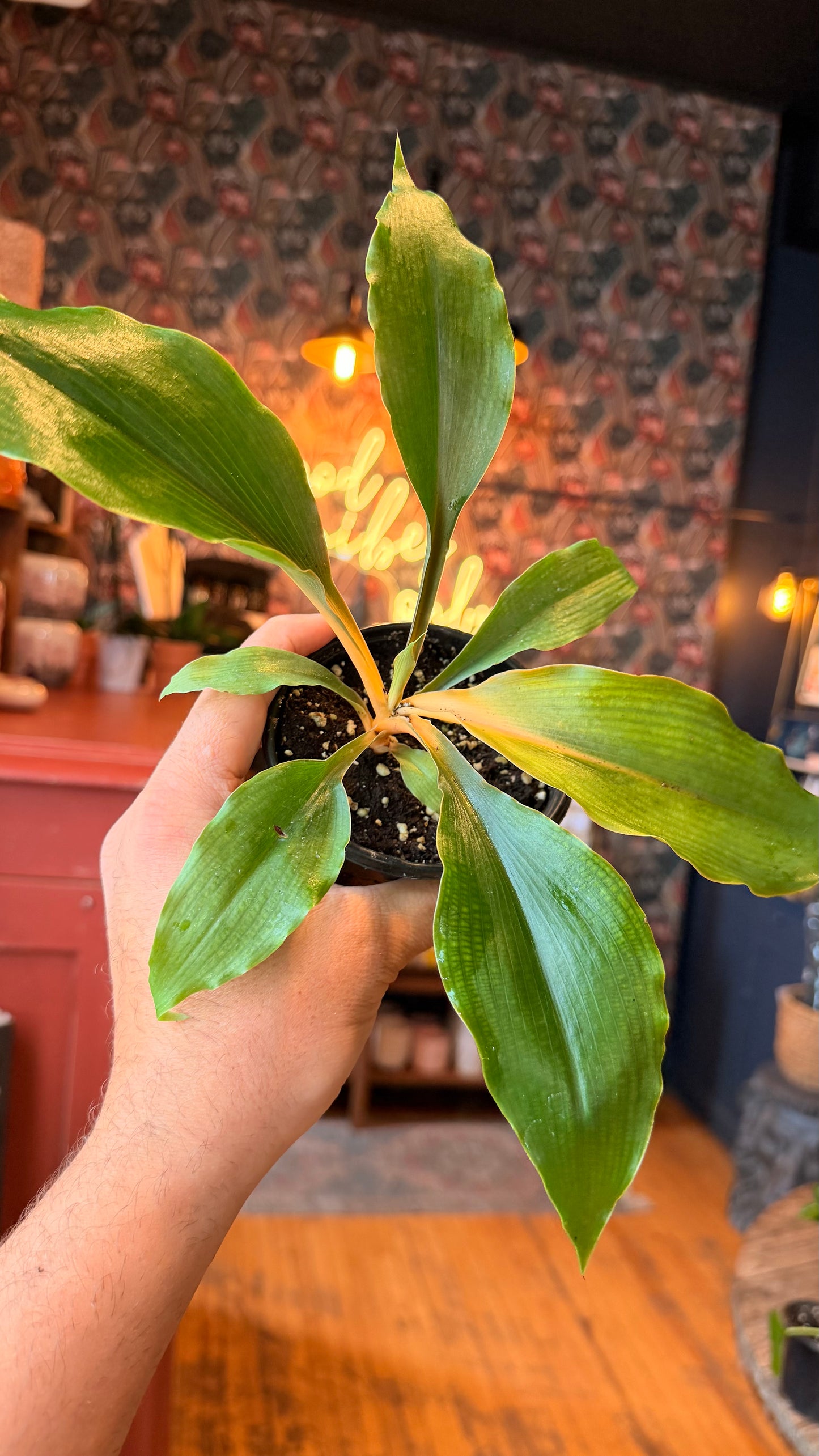 4” Mandarin Spider Plant