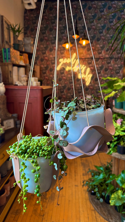 6” String of things with Hanging Planter