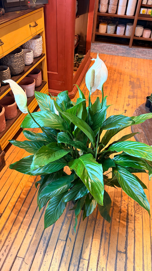 8” Peace Lily