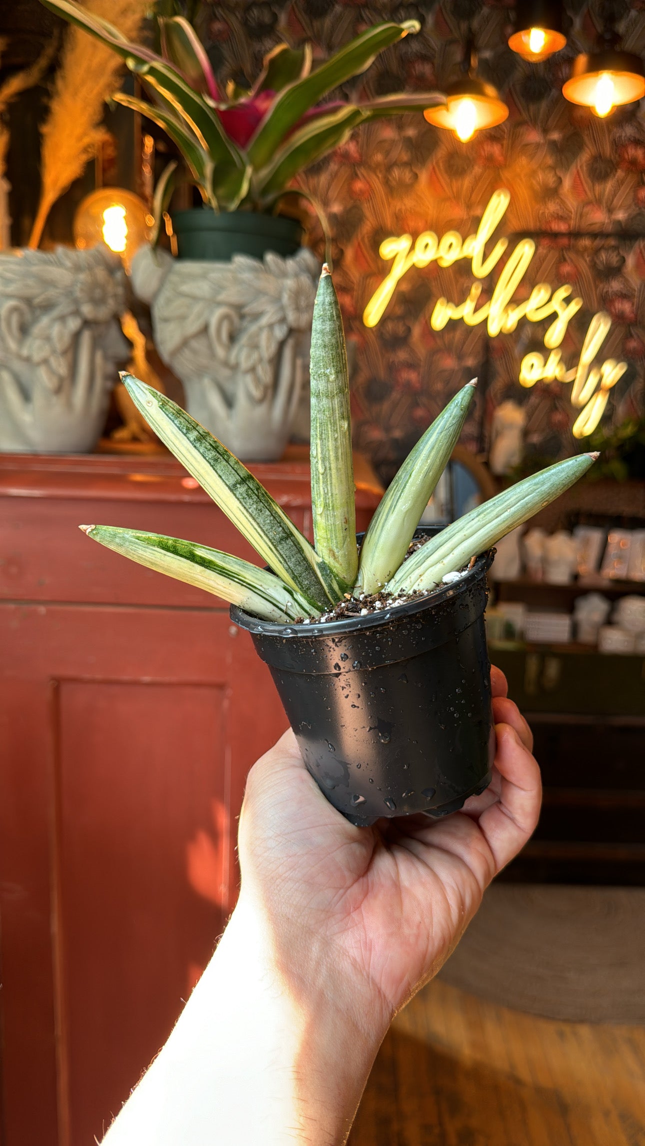 4” Starfish Sansevieria Variegated