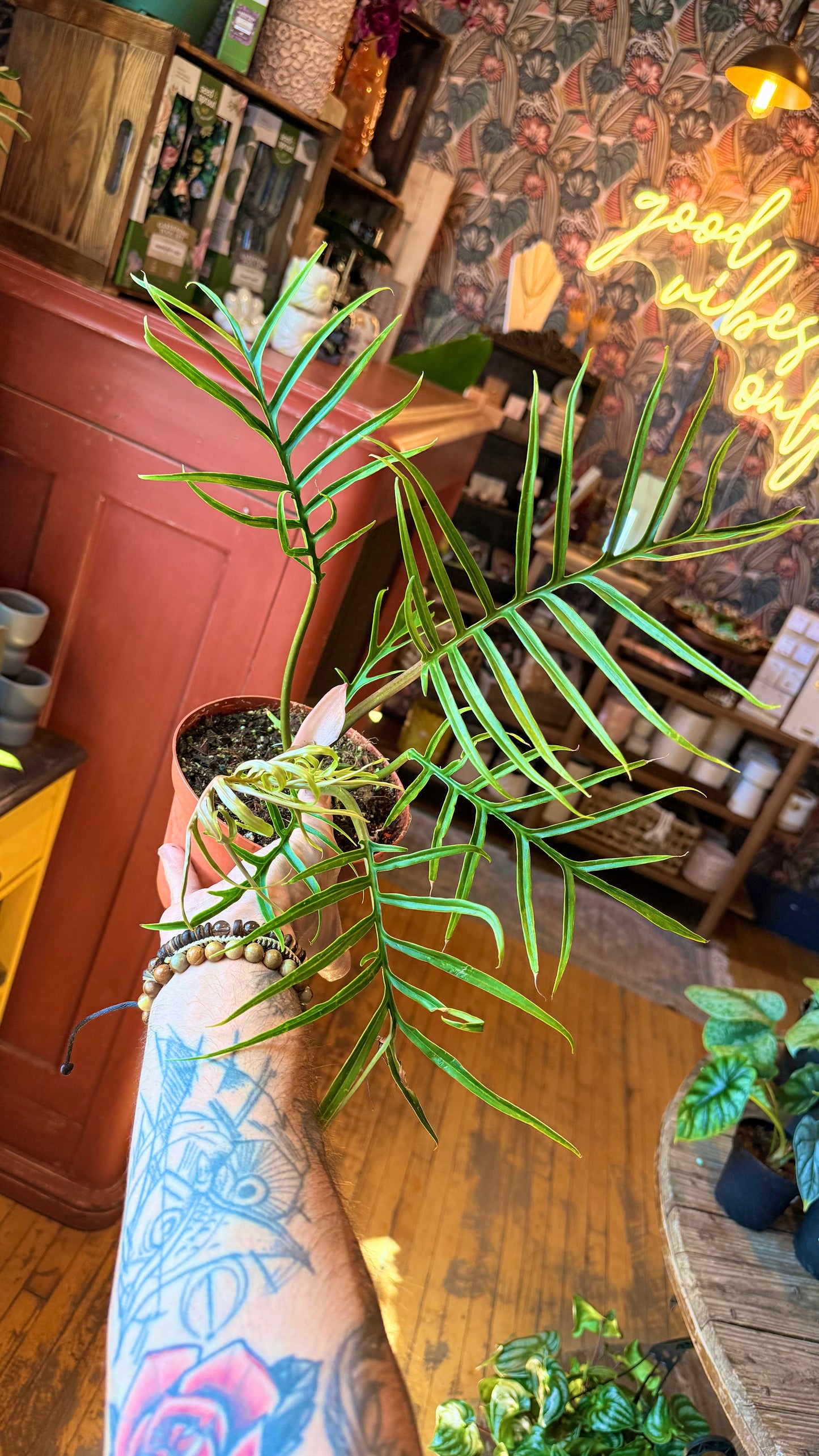 6” Philodendron Tortum
