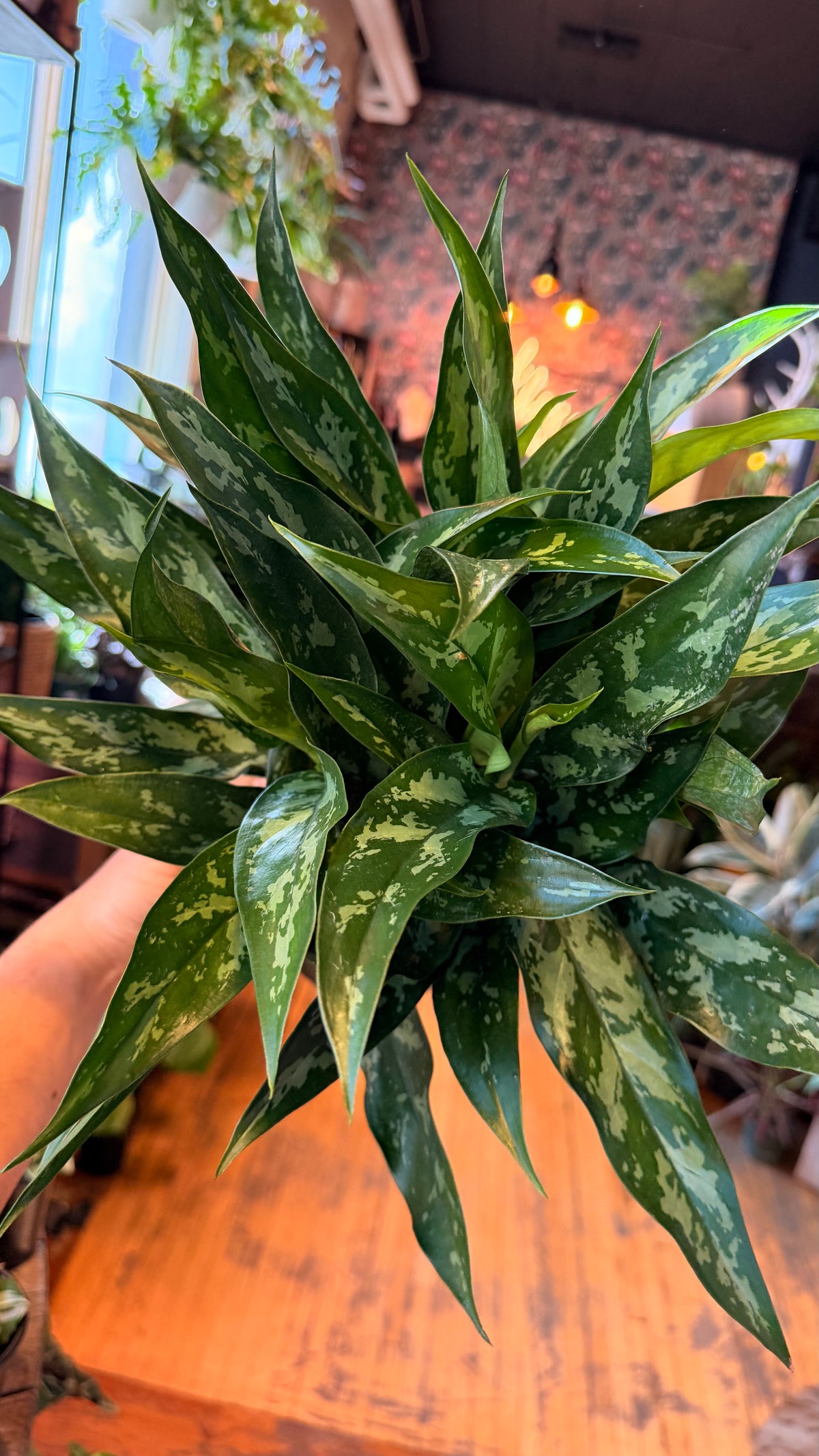 6” Aglaonema Maria