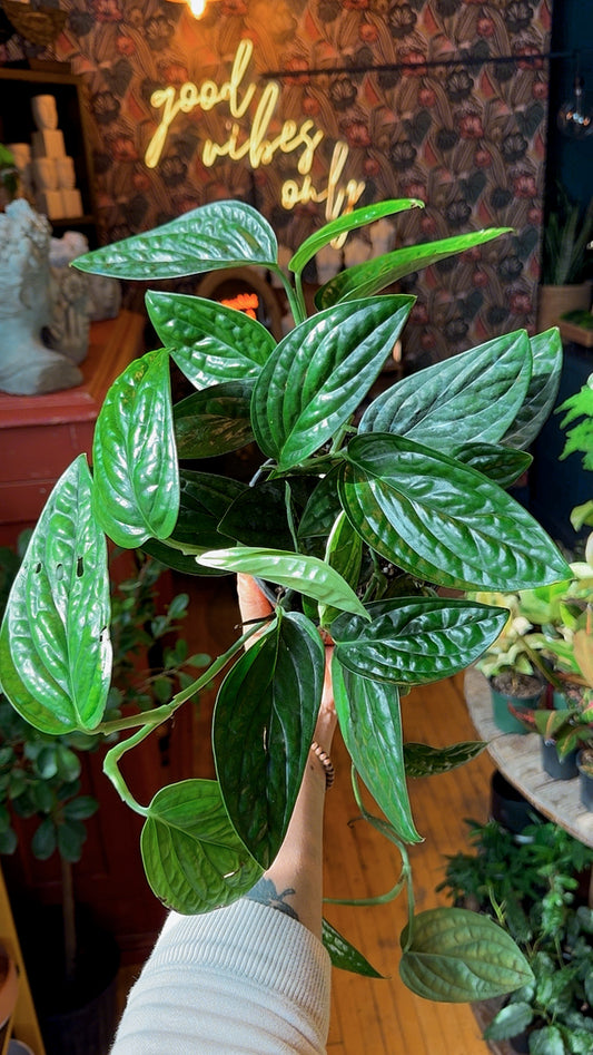 6” Monstera Karstenianum Peru