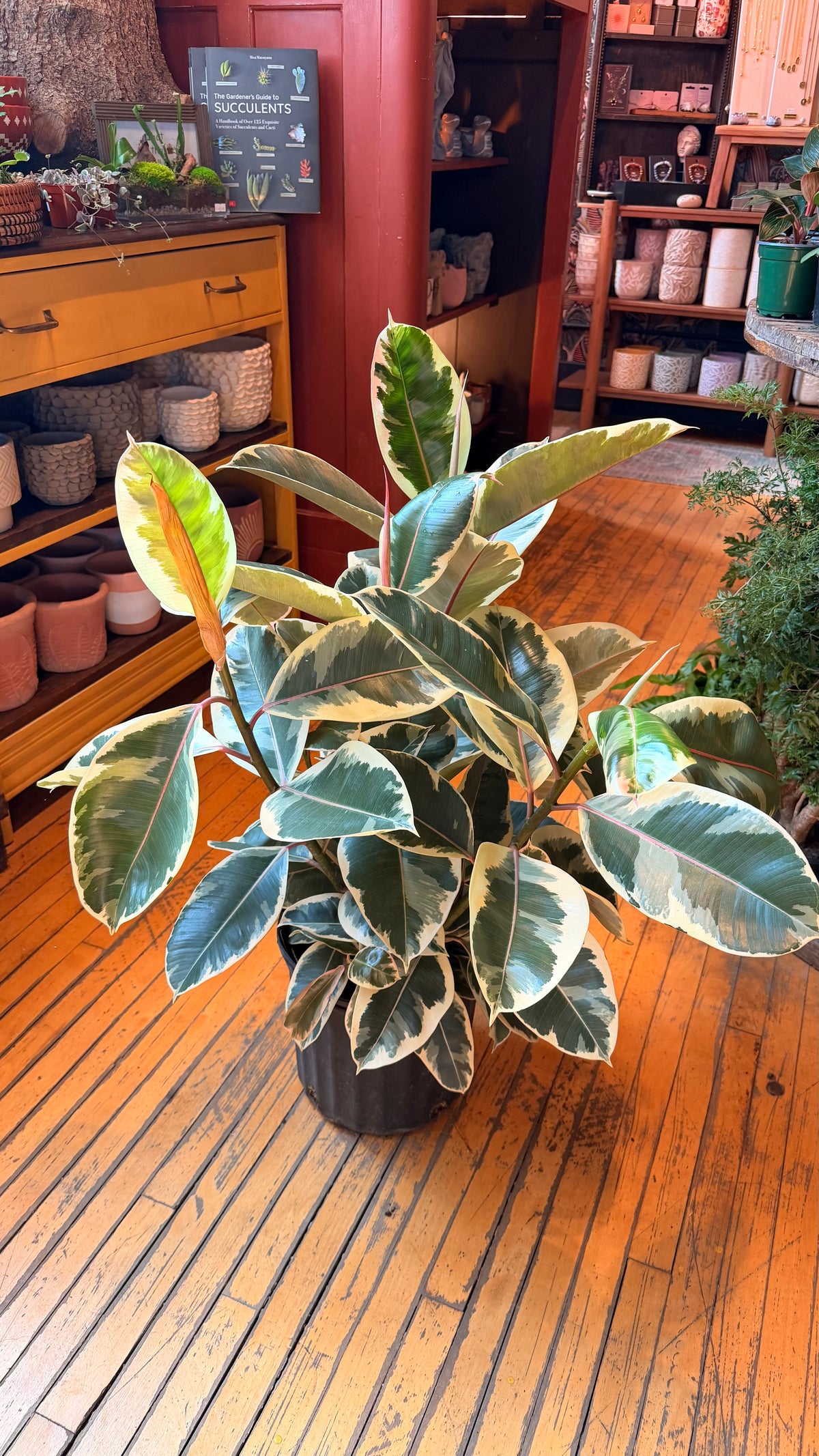 10” Rubber Plant Tineke
