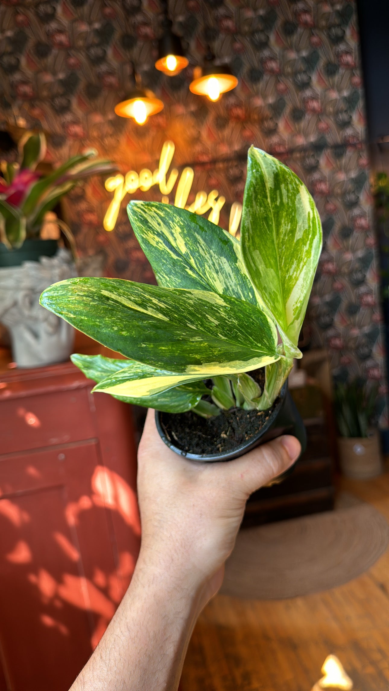 4” Standleyana Monstera ‘Aurea’