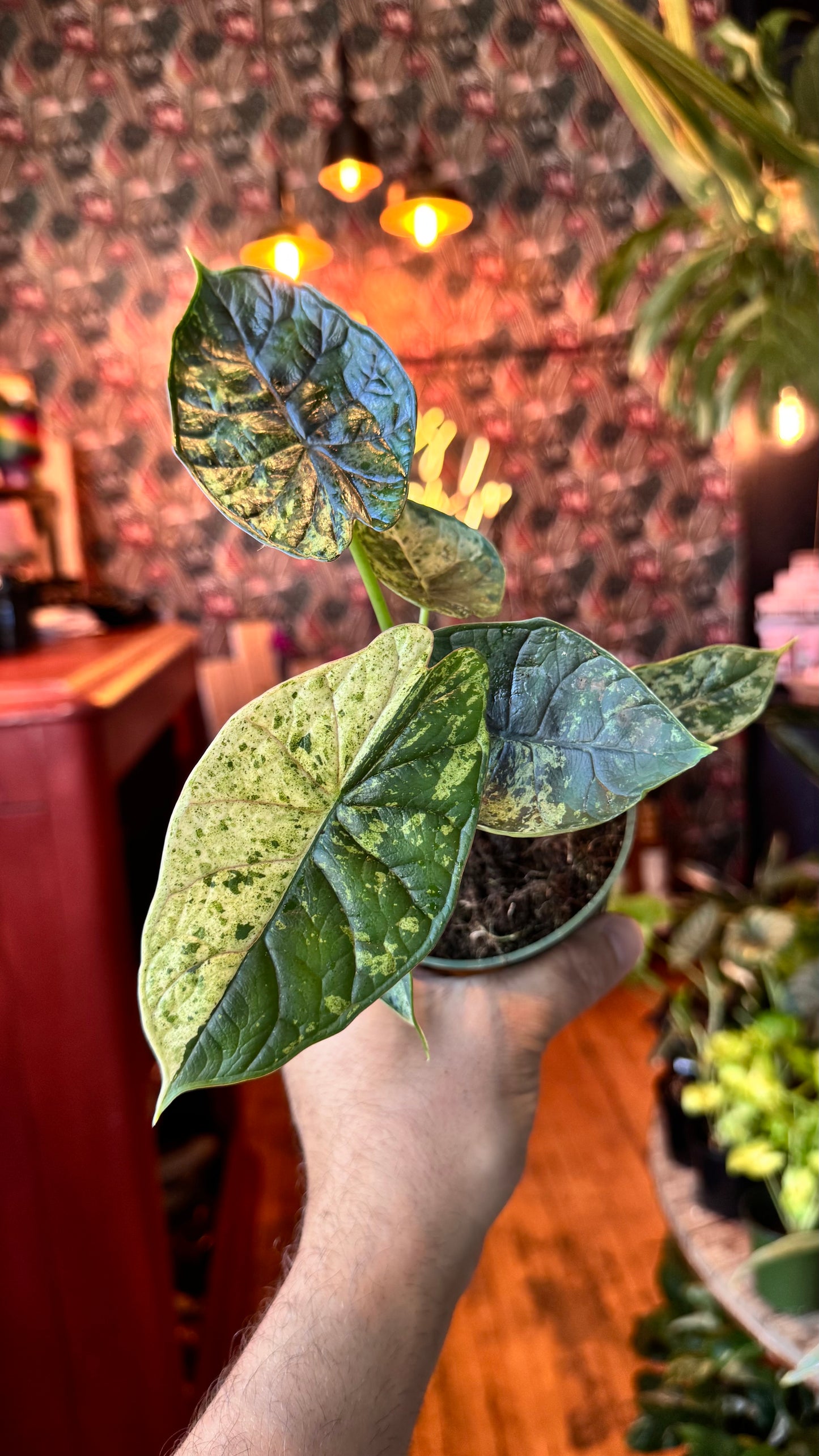 4” Dragon Scale ‘Mint’ Variegated Alocasiak