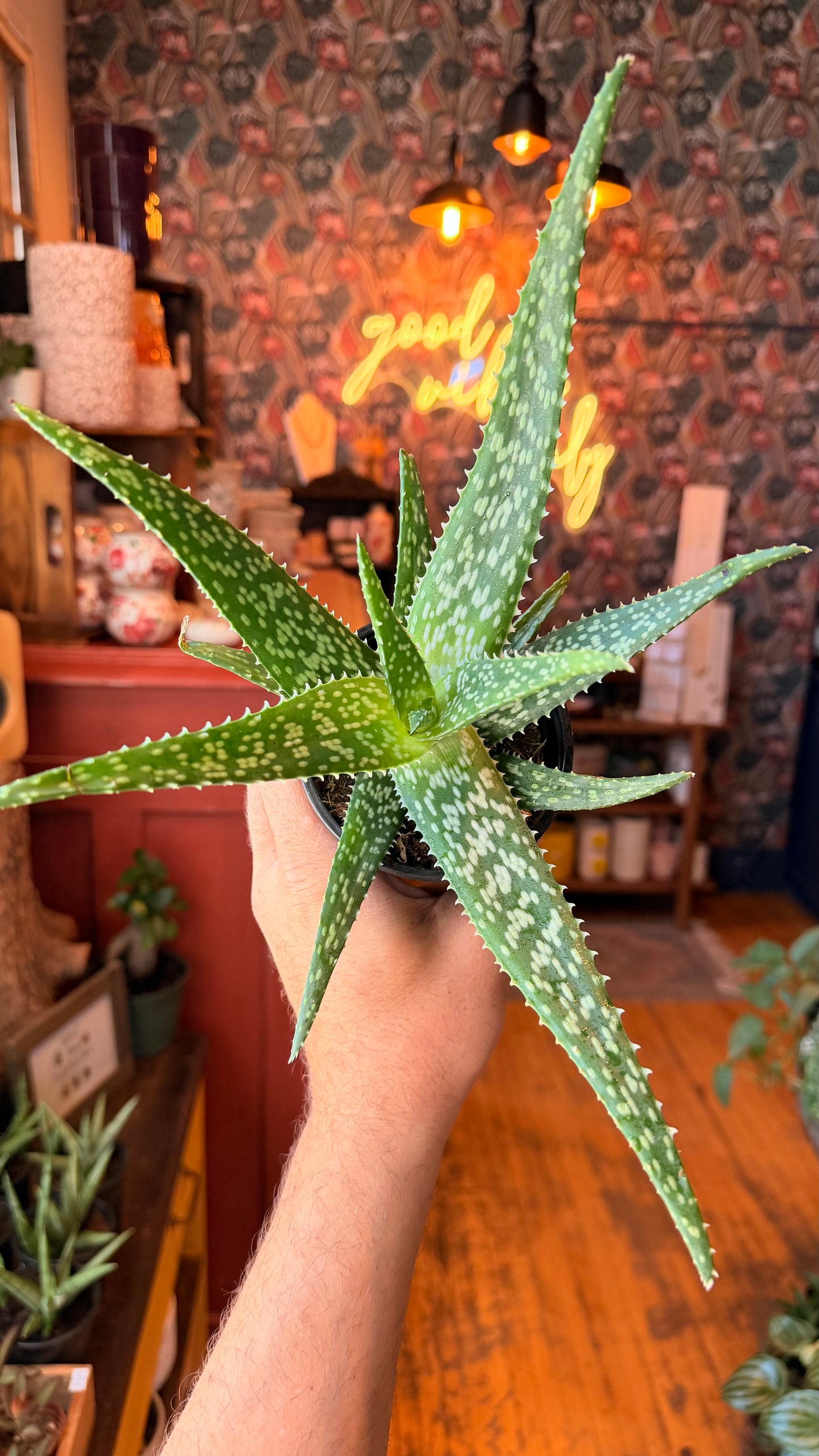 4” Aloe ‘Tropic Storm White’