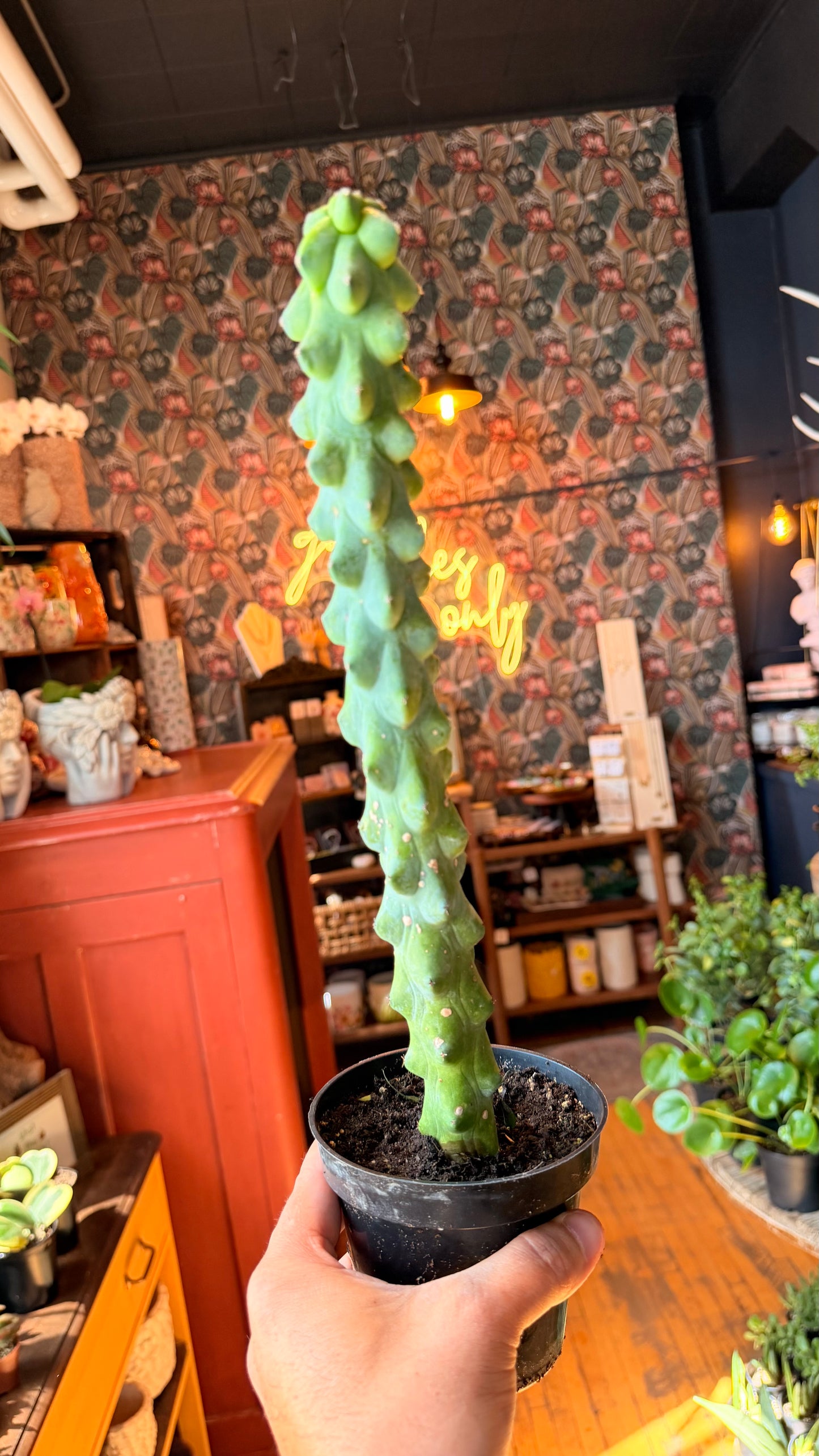 4” XL Boobie Cactus