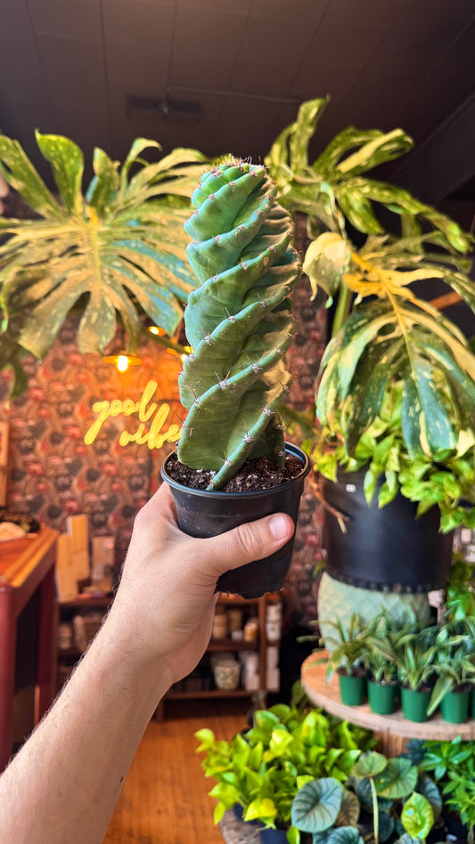 4” Spiral Cactus