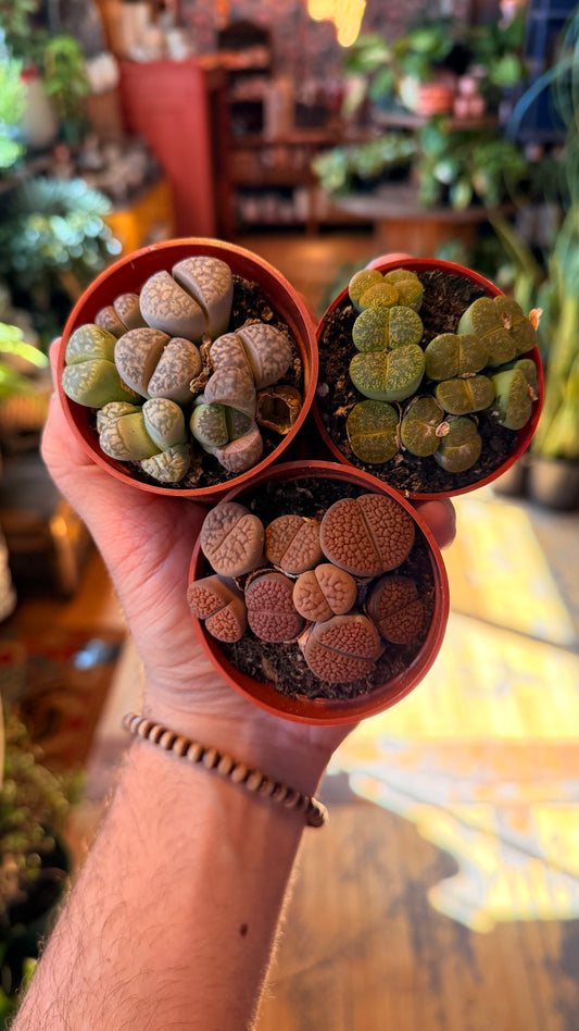3” Lithops ‘Living Stones” Garden