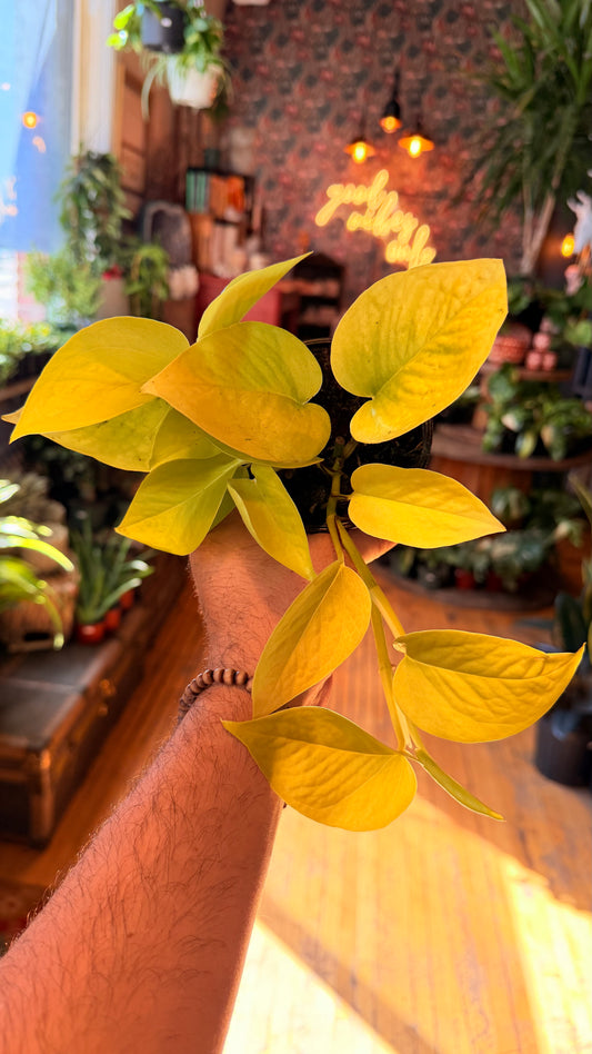 4” Neon Pothos